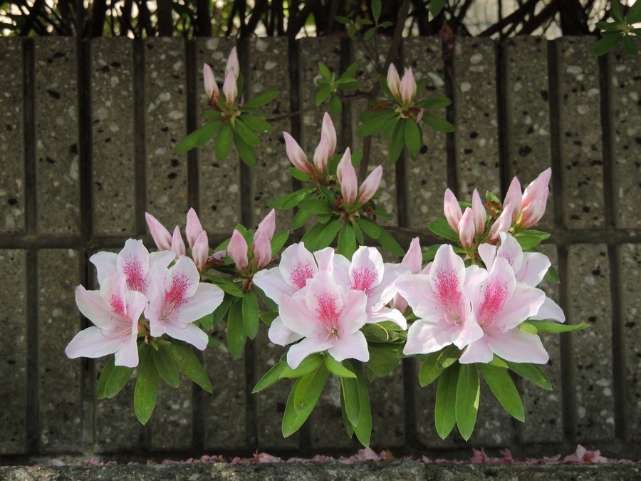 玄関先に草花を植えると 効果があがる Yahoo 不動産おうちマガジン 玄関先に草花を植えると 効果があがる Yahoo 不動産おうちマガジン