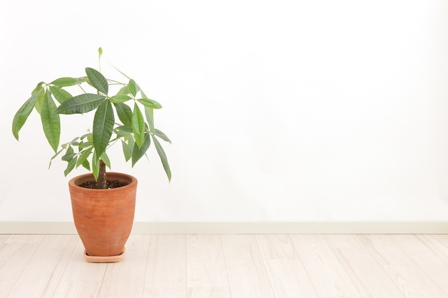 室内の観葉植物 虫が湧かない育て方は Yahoo 不動産おうちマガジン