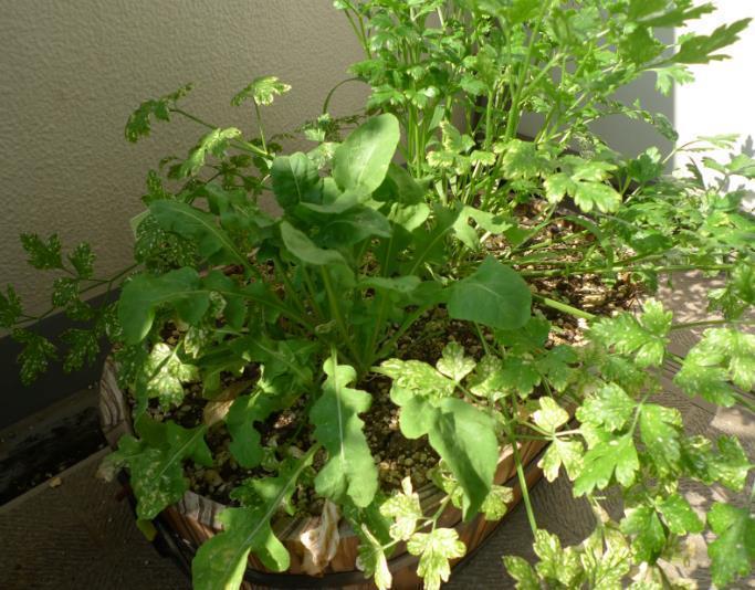 ベランダ菜園で野菜が枯れちゃった その原因とは Yahoo 不動産おうちマガジン ベランダ菜園で野菜が枯れちゃった その原因とは Yahoo 不動産おうちマガジン