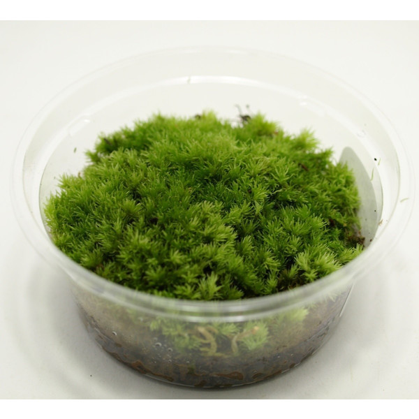 プラスチックよりガラスのビンが良い 小さくて可愛い 苔テラリウム を自宅で楽しもう 準備編 Yahoo 不動産おうちマガジン プラスチックよりガラスのビンが良い 小さくて可愛い 苔テラリウム を自宅で楽しもう 準備編 Yahoo 不動産おうちマガジン