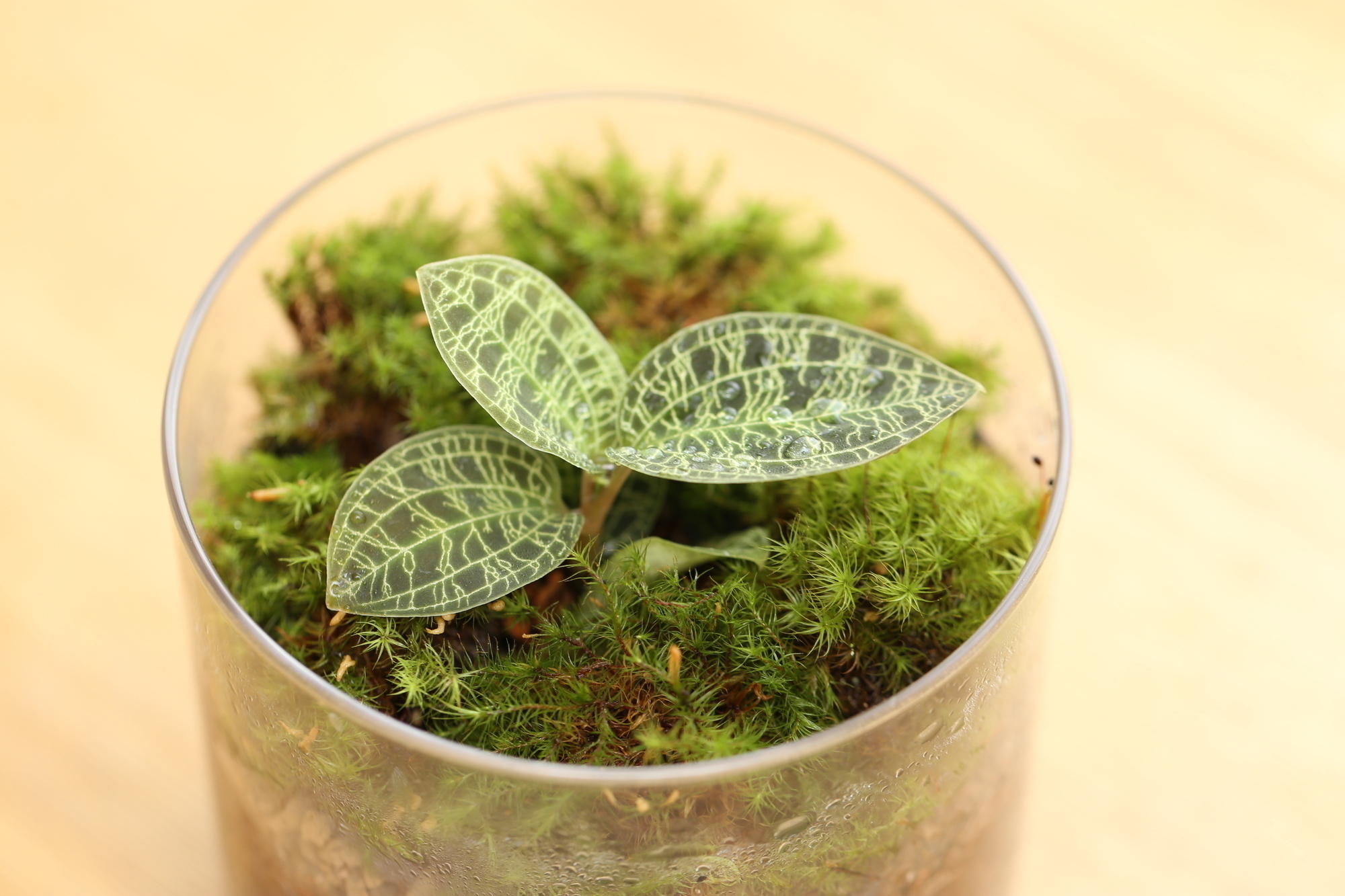 プラスチックよりガラスのビンが良い 小さくて可愛い 苔テラリウム を自宅で楽しもう 準備編 Yahoo 不動産おうちマガジン プラスチックよりガラスのビンが良い 小さくて可愛い 苔テラリウム を自宅で楽しもう 準備編 Yahoo 不動産おうちマガジン