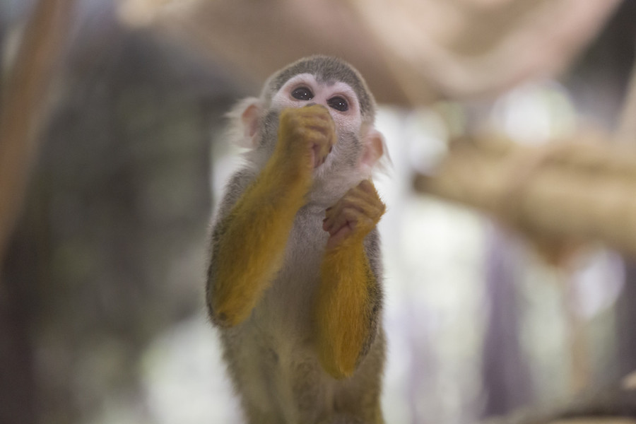 申年だけにおうちでサルを飼う方法を考えてみた Yahoo 不動産おうちマガジン