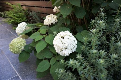 下調べが重要 庭に植えて よかった植物 失敗だった植物 Yahoo 不動産おうちマガジン