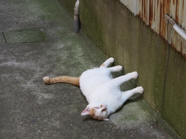飼えなくても癒される 東京23区 猫の多いまち 勝手にベスト5 Yahoo 不動産おうちマガジン 飼えなくても癒される 東京23区 猫の多いまち 勝手にベスト5 Yahoo 不動産おうちマガジン