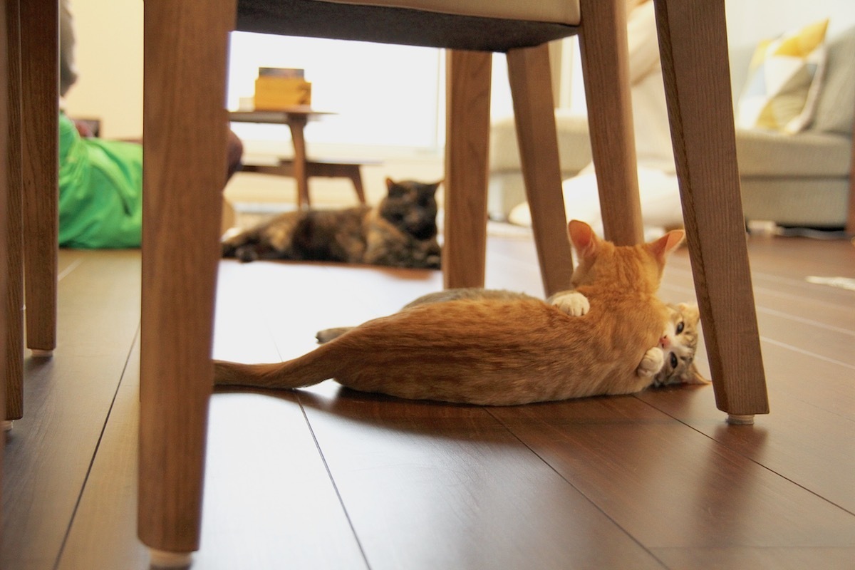空飛ぶ猫と客室乗務員の涙 村上邸その2 Yahoo 不動産おうちマガジン