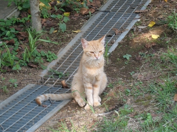 飼えなくても癒される 東京23区 猫の多いまち 勝手にベスト5 Yahoo 不動産おうちマガジン