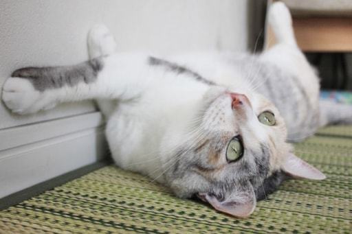 壁紙の猫のひっかき傷は接着剤 キッチンペーパー 綿棒ですぐに直せる Yahoo 不動産おうちマガジン