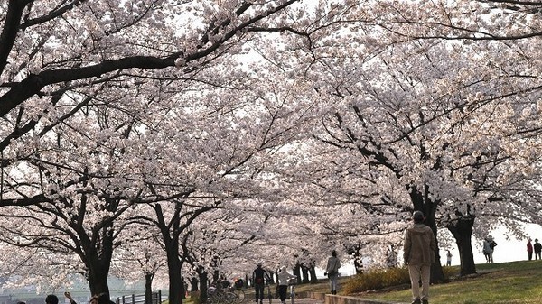 赤羽 荒川土手の穴場お花見スポット 桜の名所 荒川赤羽桜堤緑地 Yahoo 不動産おうちマガジン 赤羽 荒川土手の穴場お花見スポット 桜の名所 荒川赤羽桜堤緑地 Yahoo 不動産おうちマガジン