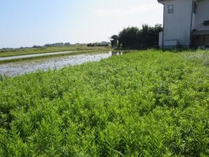 長生郡白子町中里