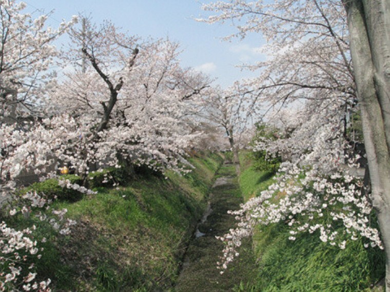 疏水の桜並木