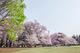 公園 砧公園
