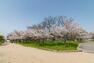 公園 【周辺環境/中島公園】 分譲地のすぐ隣にある中島公園は、自然に恵まれた穏やかな公園です。春にはバーベキューもいいですね。