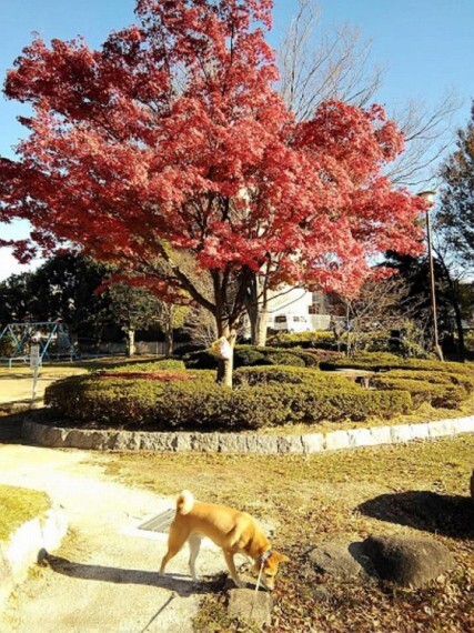 公園 大戸公園