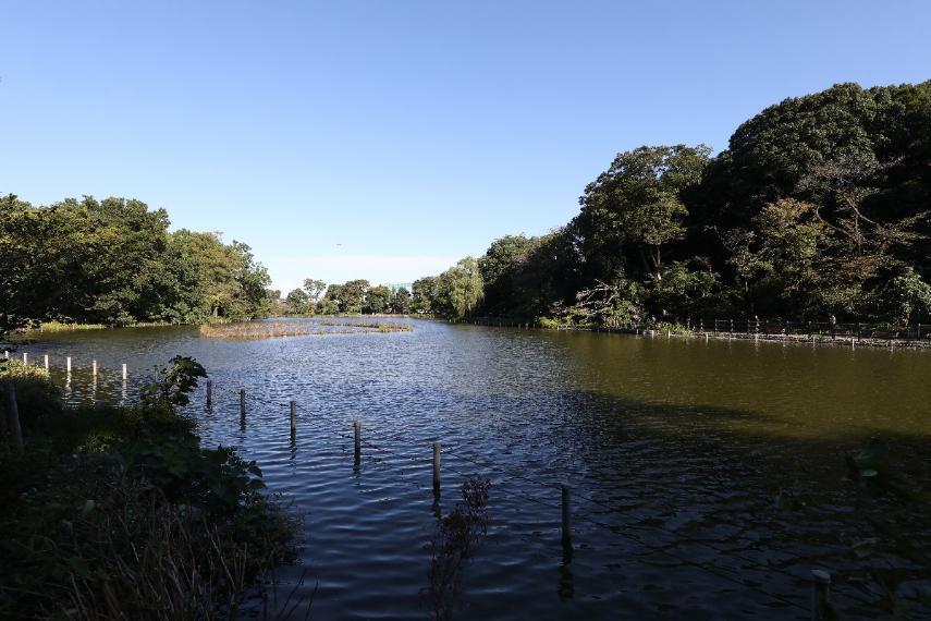 公園 【善福寺公園】武蔵野三大湧水池のひとつとして知られ、公園全体の半分近くを占める広大な善福寺池に癒される憩いのスポットです。緑豊かなスポットで、水鳥やカワセミの姿も見ることができます。