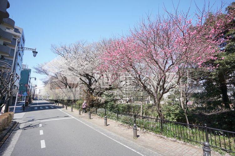 三鷹駅のロータリーから井の頭公園へまっすぐ伸びる「風の散歩道」は、玉川上水に沿って歩くインターロッキング舗装の緑と桜を感じるお散歩コースです。