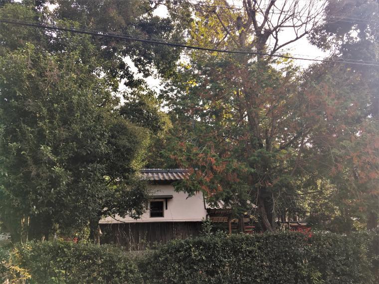 (2020.12.10撮影)向かいに望む三宅八幡宮の境内