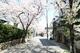 周辺の街並み 春には桜がきれいです