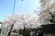 周辺の街並み 目の前は桜並木