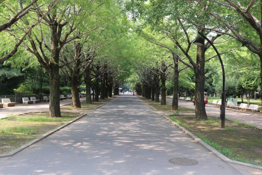 公園 都立光が丘公園