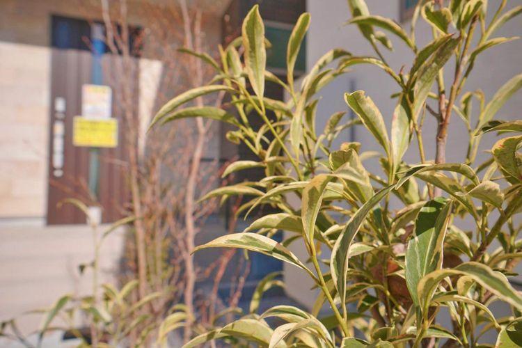 玄関までのアプローチ部分には鮮やかな植栽がお出迎え。毎日をウキウキした気持ちにさせてくれますね。