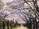 公園 浜寺公園まで700m 約5500本の松林で有名。界隈は有名な別荘地として栄えてきた。遊具もたくさん。汽車に乗って公園を回ったり他にはない施設があるので飽きません。 ゴーカート、BBQやプールも併設されており、子どもたちに大人気。