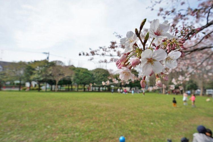 公園 徒歩7分。善福寺川緑地公園は春になると川沿いに桜が咲き乱れるお花見の名所です徒歩14分。