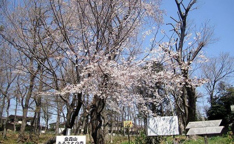公園 金森山市民の森