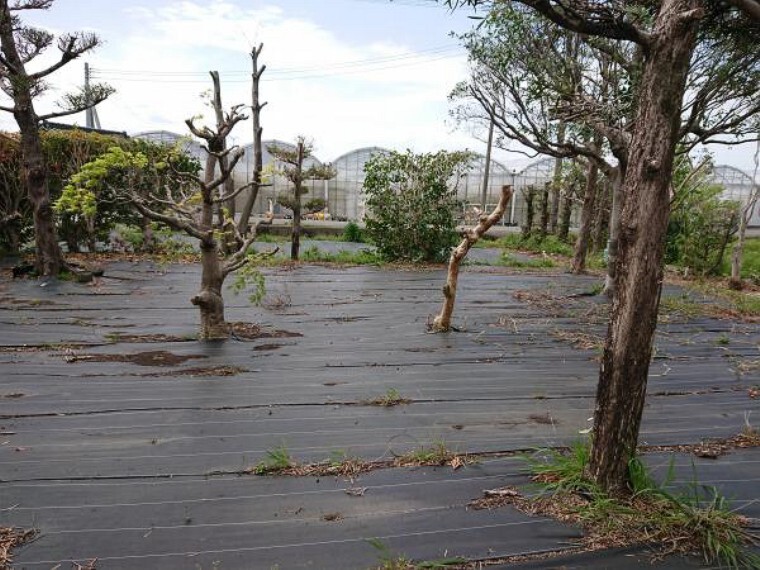 庭 【リフォーム中】植栽は一部伐採、一部剪定予定です。お庭が広いのでお子様を遊ばせることが出来ますよ。