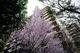 外観写真 春には桜の木もマンションの一部になったようでとても風情があって気持ちのよい環境です。ぜひとも近隣散歩をお楽しみください。実は教会などもあって、なかなか素敵な雰囲気です。