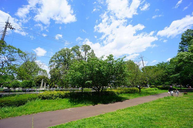 現況写真 階段を降りると、こんなにも気持ち良い善福寺緑地に出ます。徒歩30秒なので、これはもうお庭といっても過言ではないですね。笑