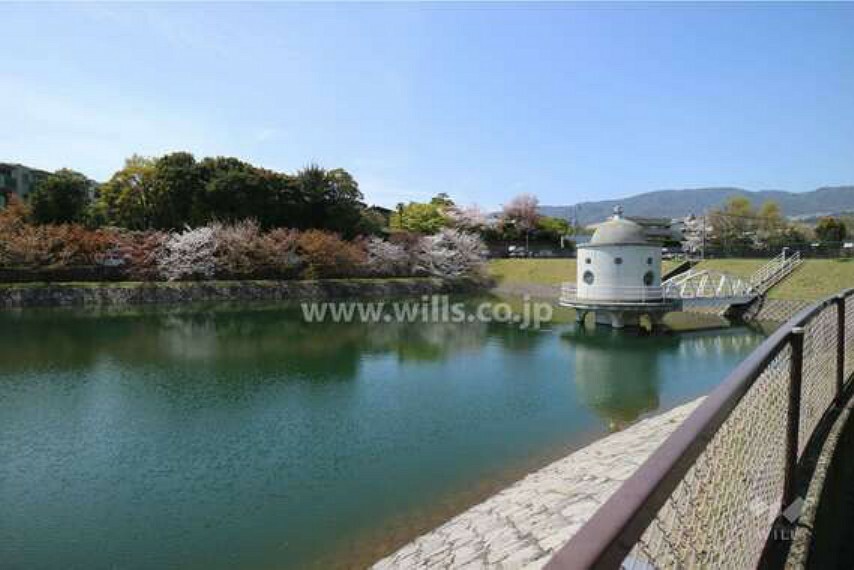 向井にあるニテコ池は桜で有名です。