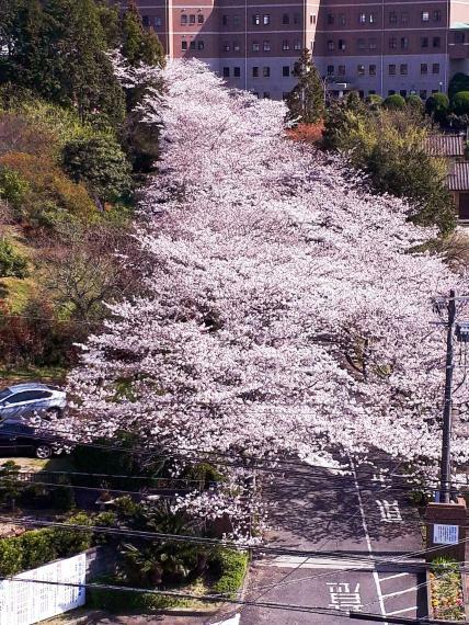 現況写真 桜の時期は圧巻です