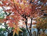 庭 【11/26撮影】お庭には紅葉の木があります。毎日の生活で四季を感じる瞬間があるのは楽しいですね。