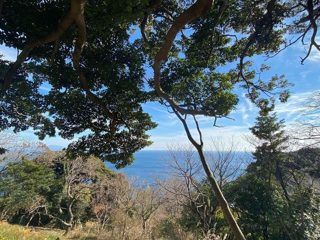 現況写真 海・伊豆大島を望みます