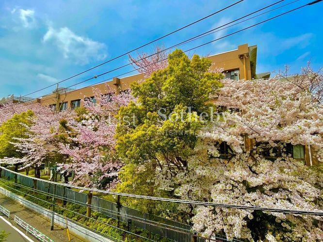眺望 お部屋からの眺望は目の前いっぱいに緑豊かな景色が広がります。春には満開の桜を楽しむことができ、日本の四季を身近に感じられるのが特長です。