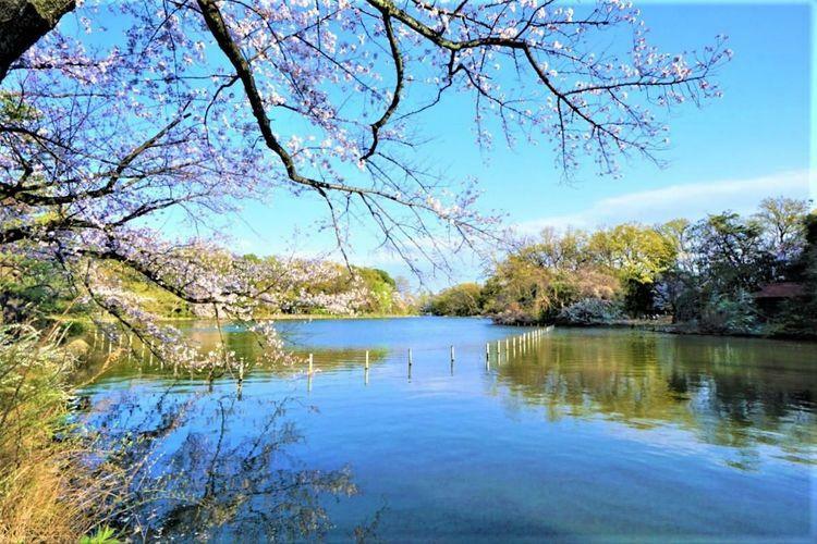 公園 都立善福寺公園 徒歩28分。四季折々で豊かな表情を感じさせてくれる名所、気持ちの良い自然に癒されますね