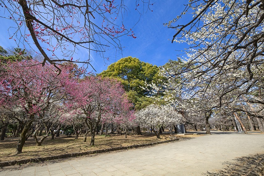 公園 大宮公園（徒歩8分）（さいたま市大宮区高鼻町4丁目）埼玉県内で最も歴史の長い県営公園。四季折々の草花が魅力で、隣接する氷川神社と合わせて埼玉県内で有数の観光スポットにもなっています。