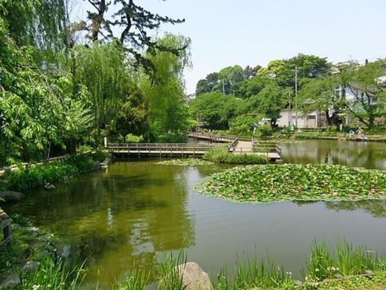 公園 白幡池公園 公園のシンボル白幡池の上を渡るように設計された遊歩道があり、翠の水辺の潤いを感じることのできる都市のオアシス的存在です