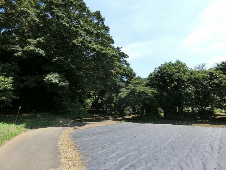 現況写真 【前面道路】西道路