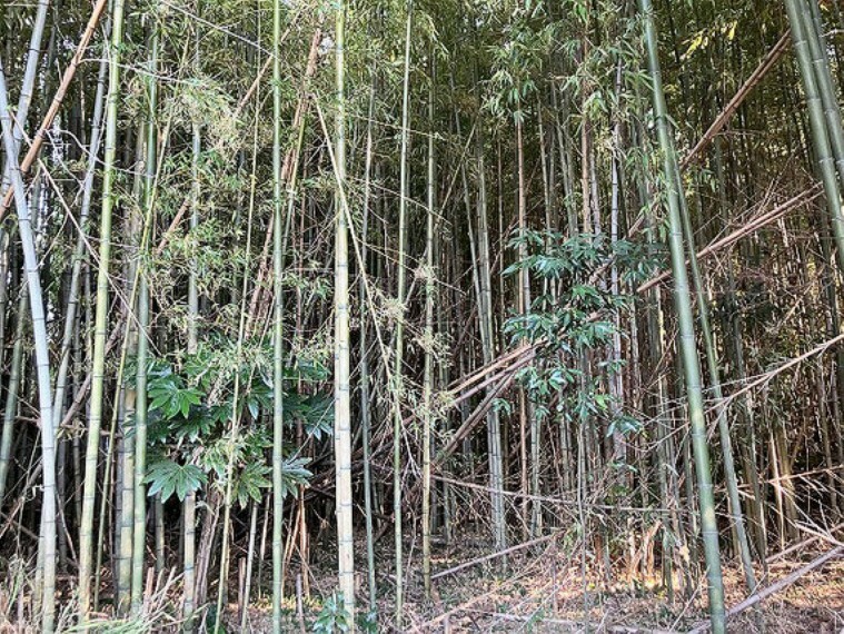 現況写真 趣のある竹林