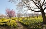 公園 現地から1260m～1340m。　東那須野公園　園内には多くのアジサイやスイセンが植栽されており、観光スポットとしても知られている公園です。