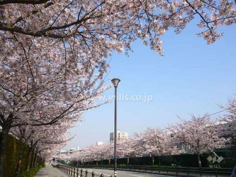 競馬場前の桜並木の外観