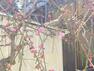 庭 【リフォーム完成】お庭の桜が咲き始めました。和室からのんびり花を愛でるのもいいですね。