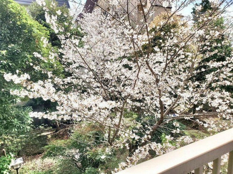 【バルコニーからの眺望】春には桜、1年を通して緑豊かな眺望です