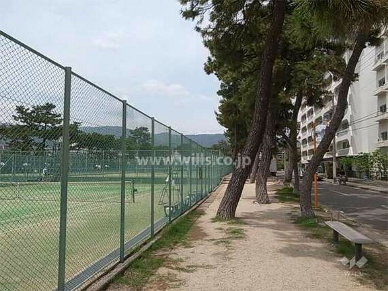 現況写真 敷地の西側前面道路は松並木がきれいで、向かい側にはテニスコートがあります。