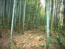 ■竹林があり1年十過ごしやすい環境