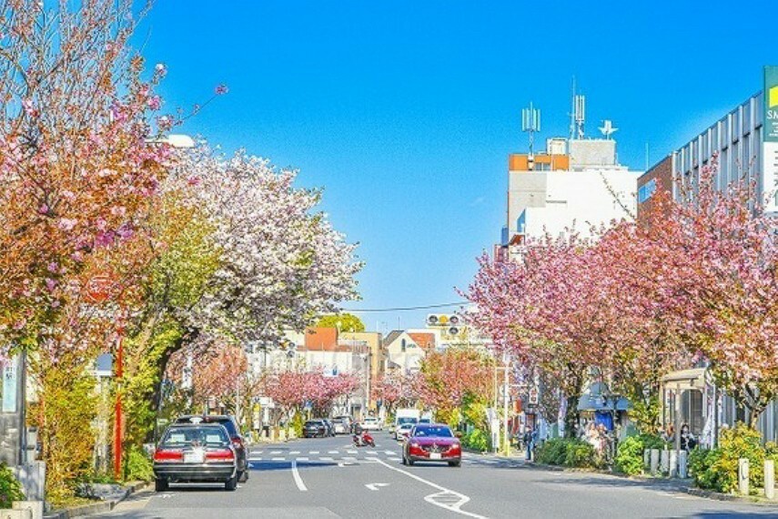 名前の通り桜が綺麗な街並み、駅前は八重桜が並んでおり、通常の桜が終わった後満開になります。季節になるとライトアップもあり仕事帰りに癒やされます