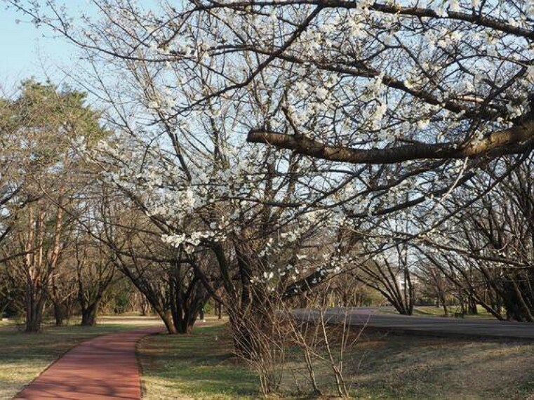 公園 埼玉県営和光樹林公園まで約2100m