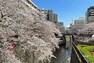 目黒川の桜並木