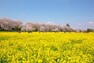 公園 関東の桜の名所として有名な幸手権現堂桜堤は、約1000本のソメイヨシノが1kmにわたって咲き誇り、花見を楽しむ来園者で賑わいます。